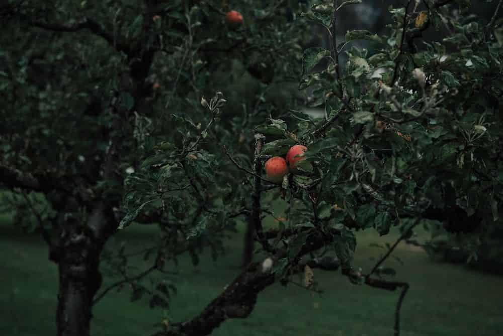 Tree Care image