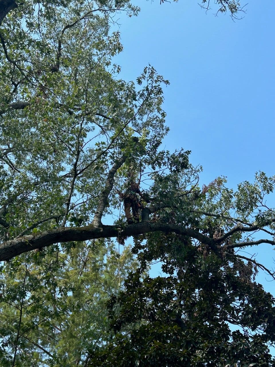 Expert Tree Care in Bella Vista Leaves Trees Healthy