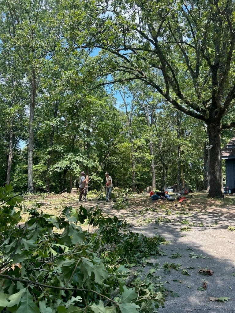 Project Comprehensive Tree Care in Bella Vista image